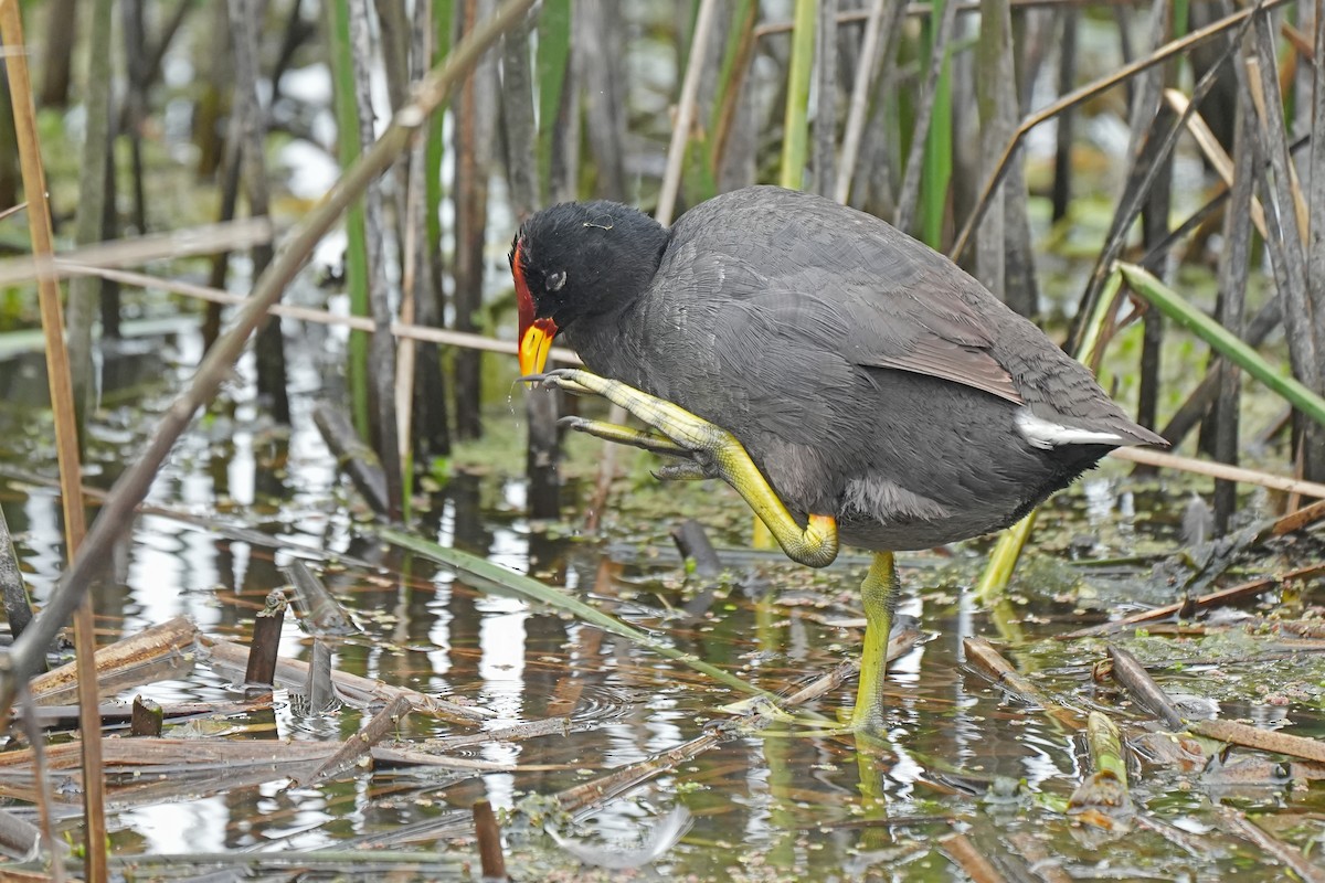 Red-fronted Coot - ML611785320