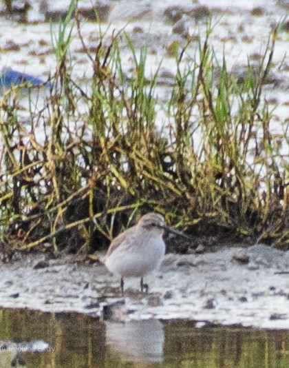 Sumpfläufer - ML611785337