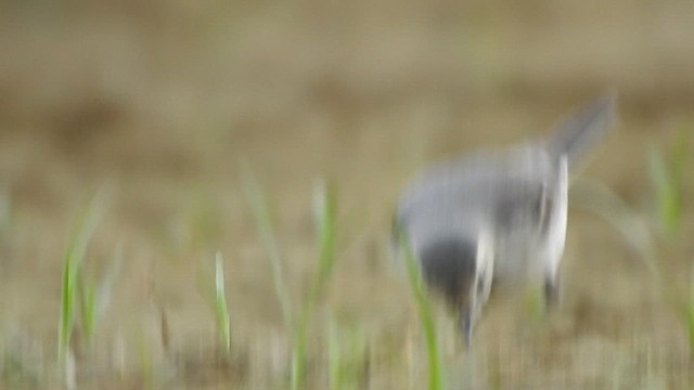 White Wagtail - ML611785340