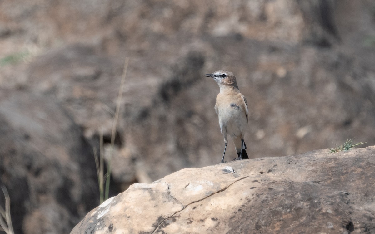 Isabelline Wheatear - ML611785347