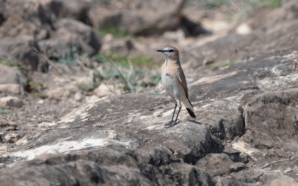 Isabelline Wheatear - ML611785349