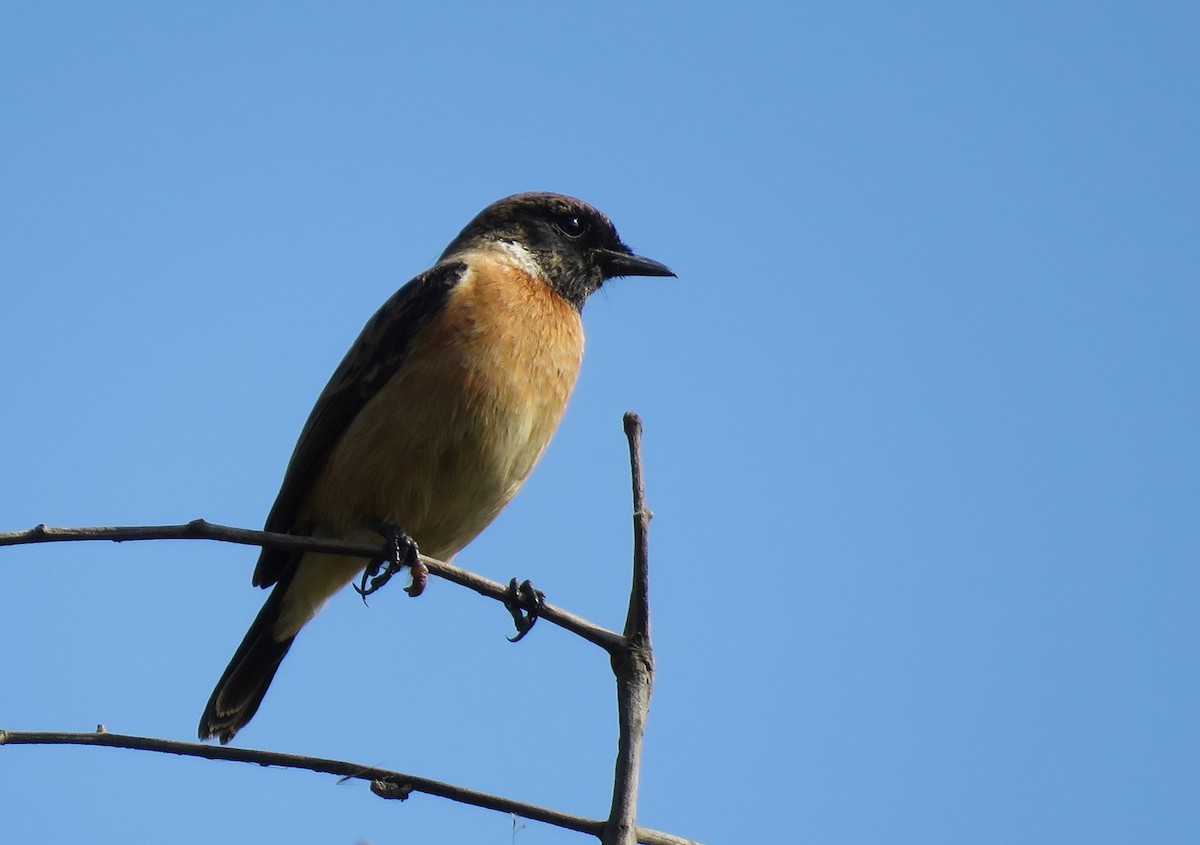 Amur Stonechat - ML611785457