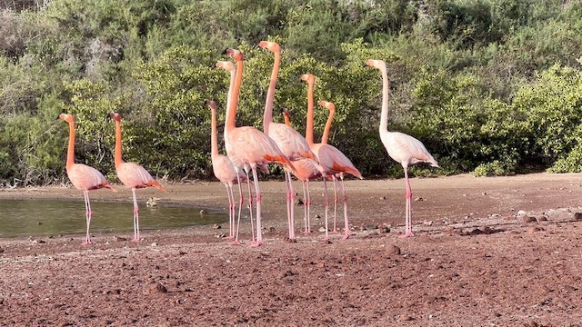 American Flamingo - ML611785467