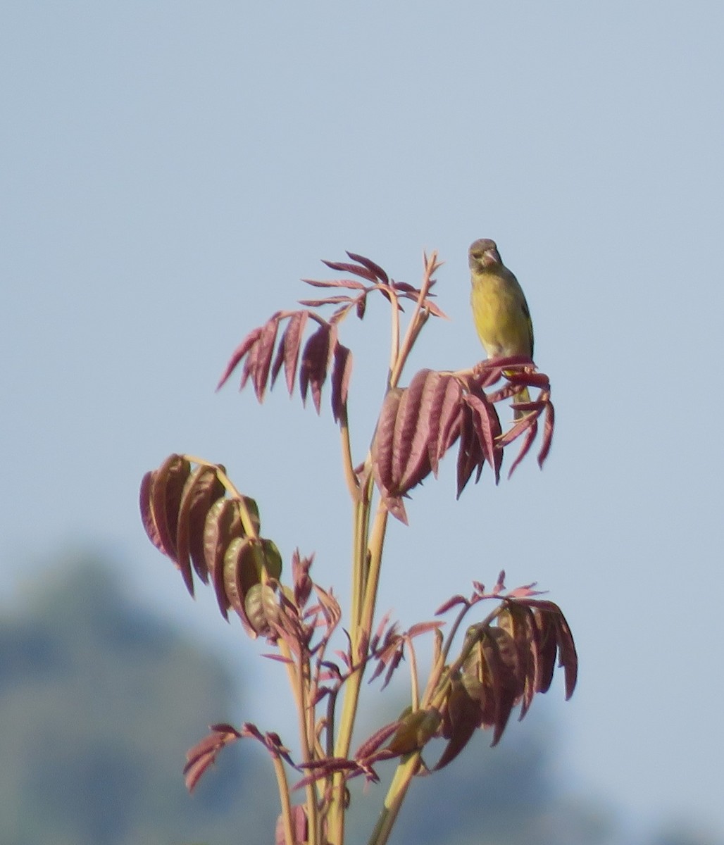 Black-headed Greenfinch - Bram Piot