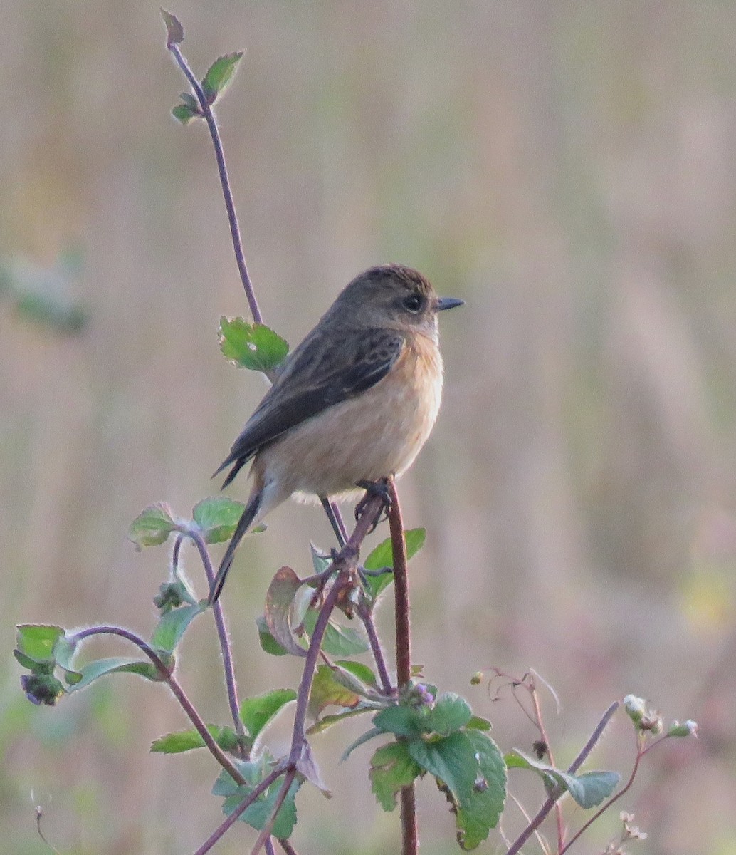 Amur Stonechat - ML611785483