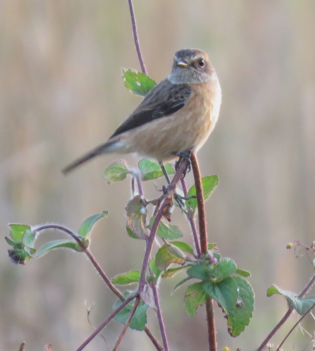 Amur Stonechat - ML611785484