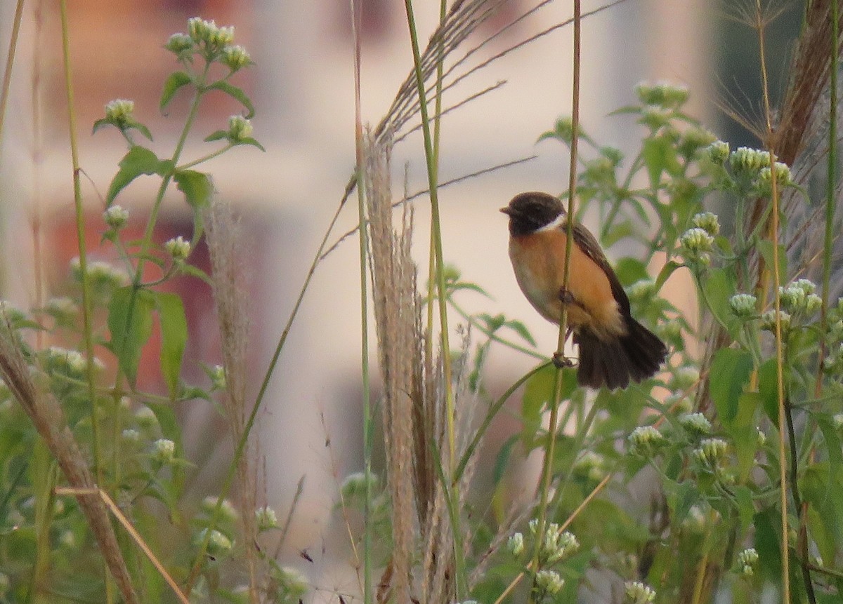 Amur Stonechat - Bram Piot