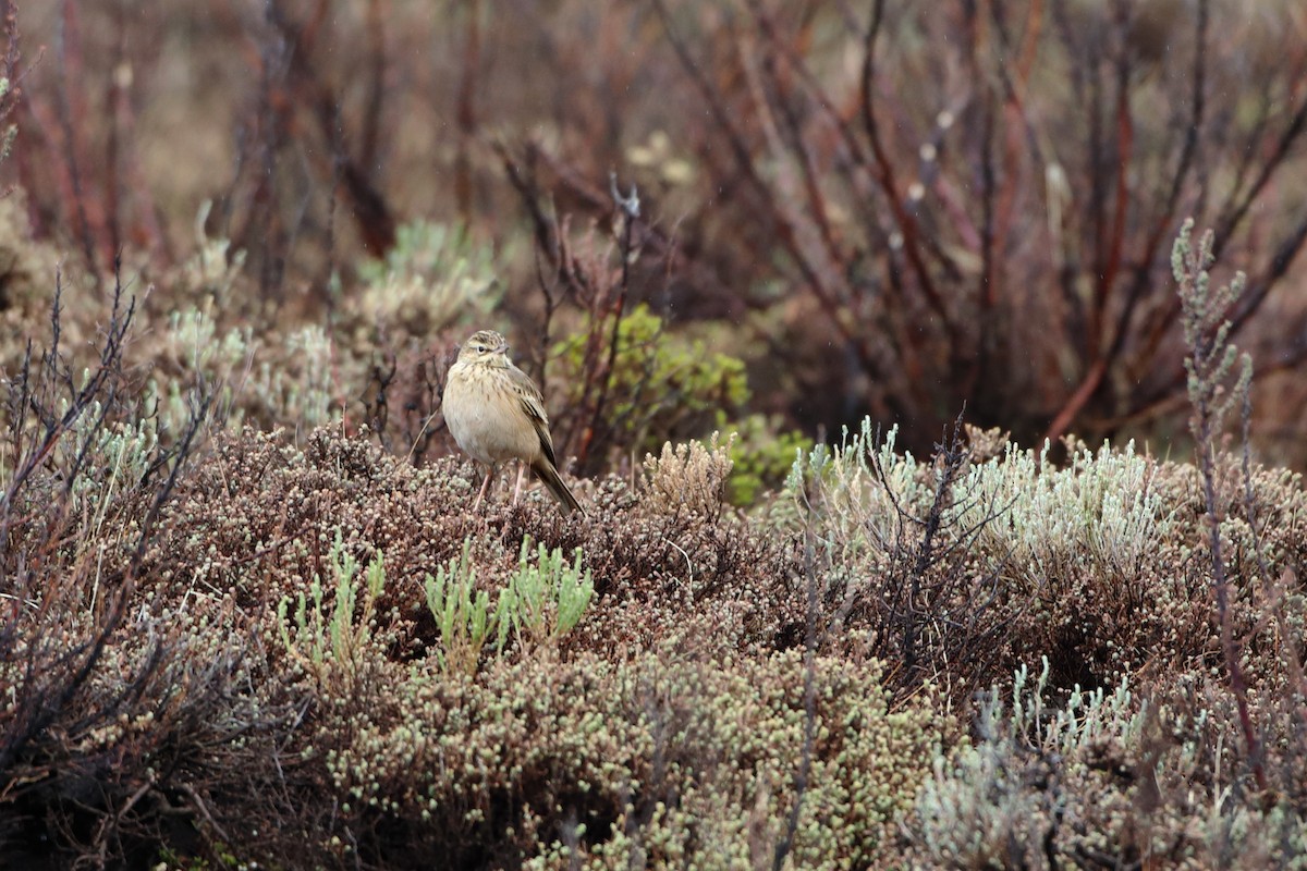 Mountain Pipit - ML611785594