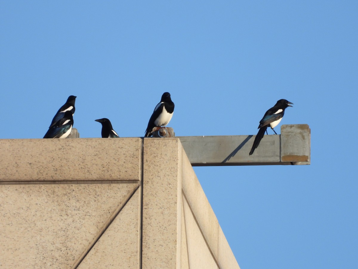 Oriental Magpie - 永樹 陳