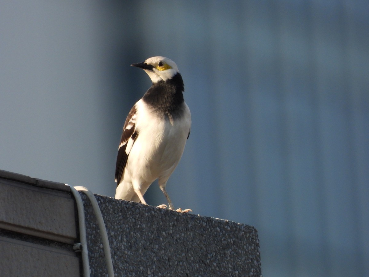 Black-collared Starling - ML611785714