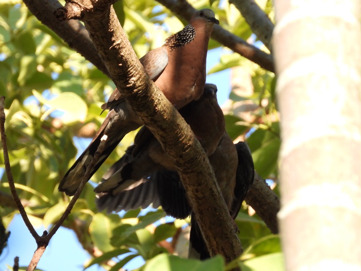 Spotted Dove (Eastern) - ML611785748