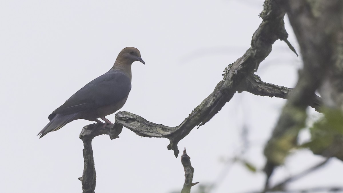 Pigeon à nuque bronzée - ML611785863