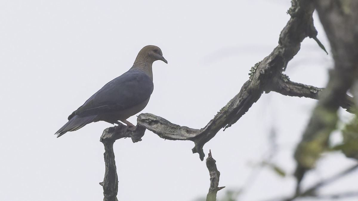 Pigeon à nuque bronzée - ML611785864