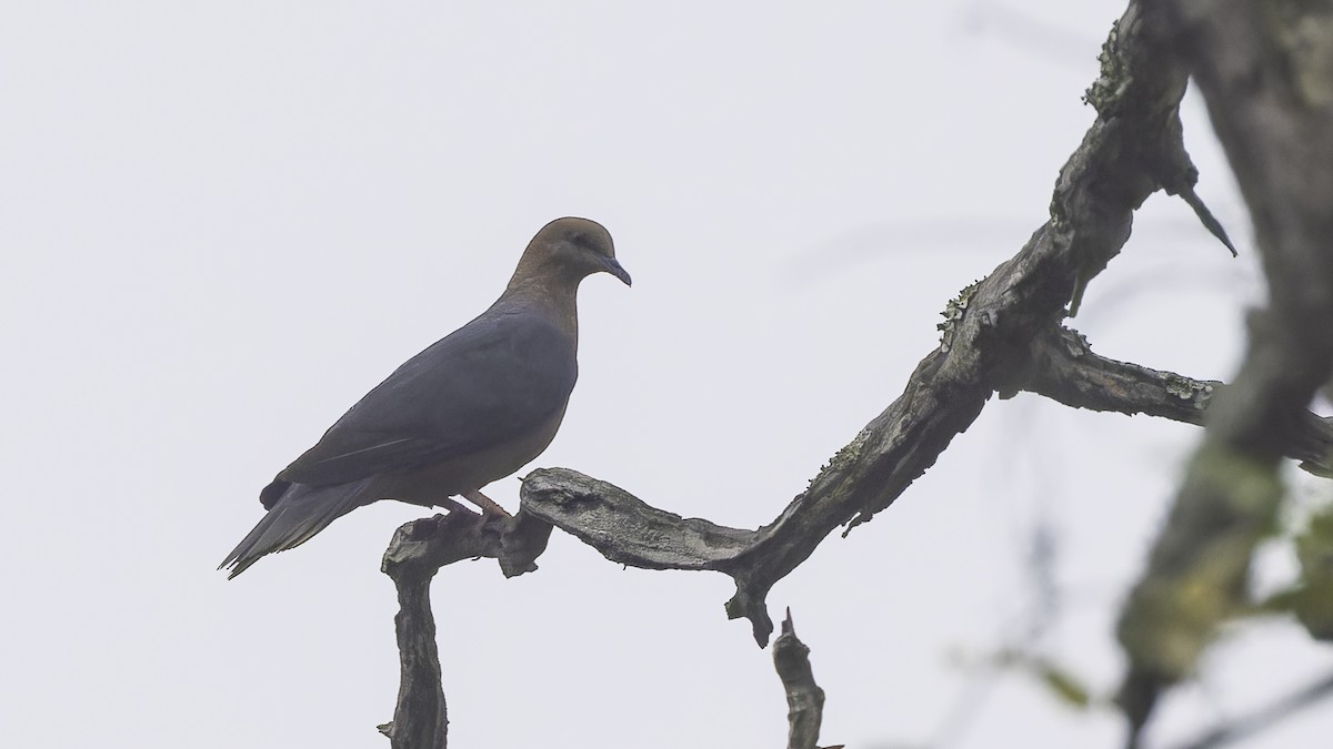 Western Bronze-naped Pigeon - ML611785865