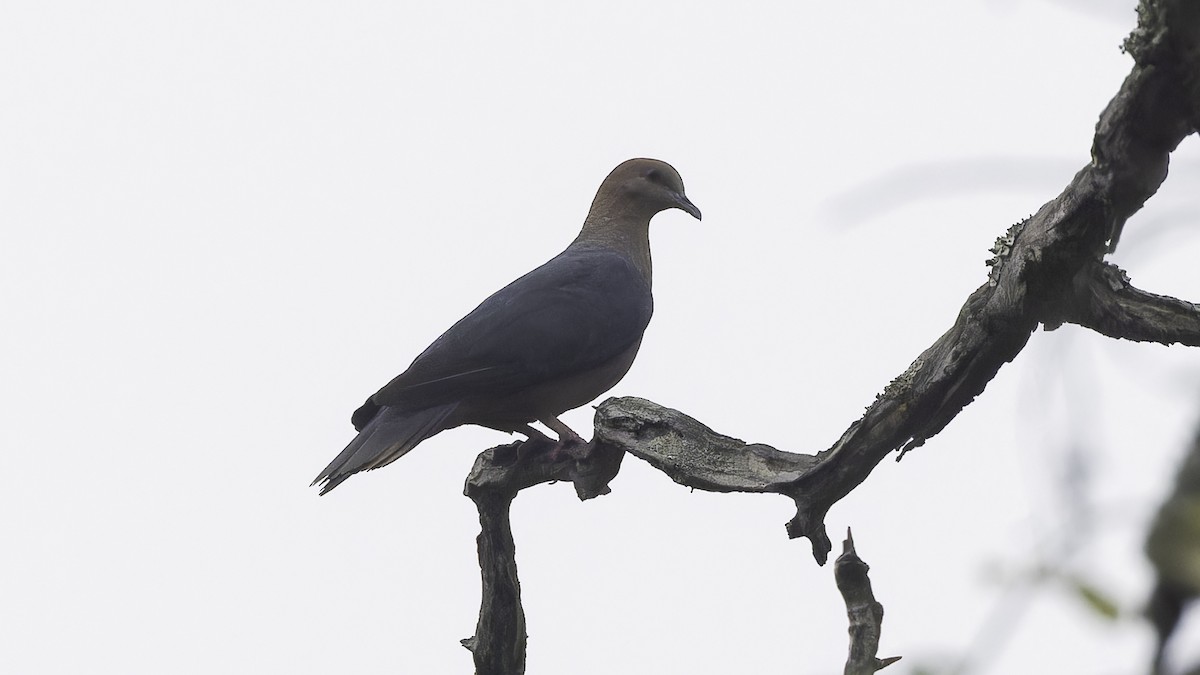 Western Bronze-naped Pigeon - ML611785866