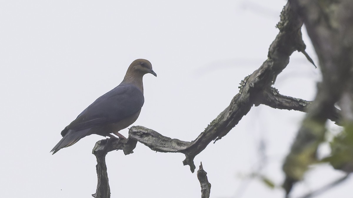 Pigeon à nuque bronzée - ML611785867