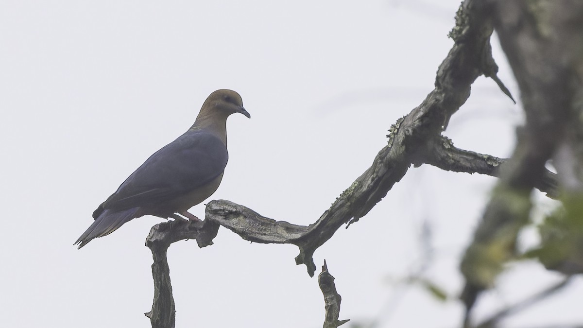 Bronze-naped Pigeon - ML611785868