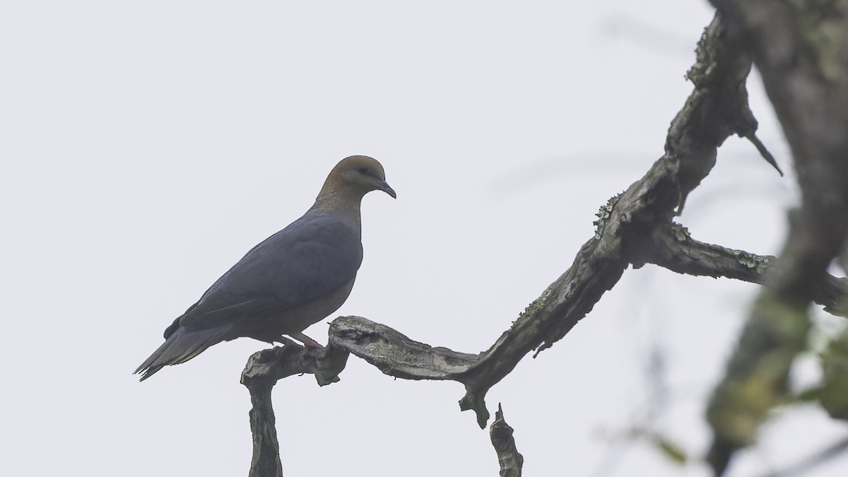 Pigeon à nuque bronzée - ML611785869