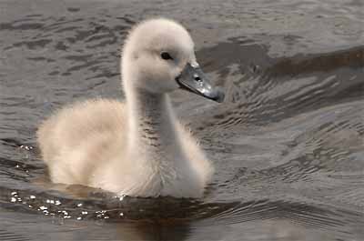 Mute Swan - ML611785902