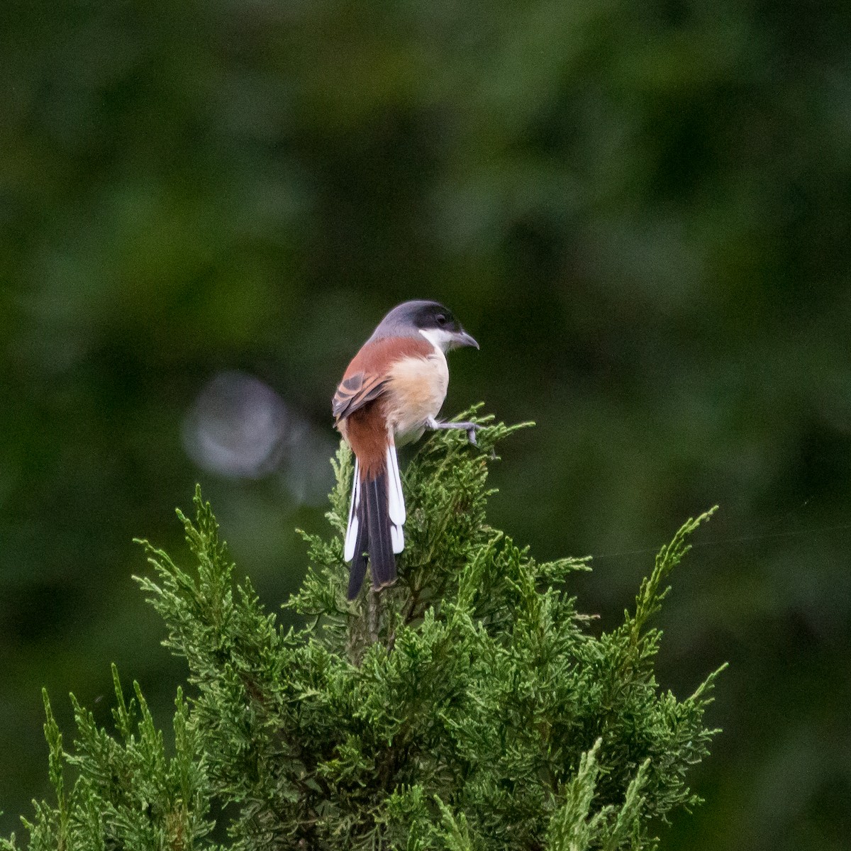 Burmese Shrike - ML611785921