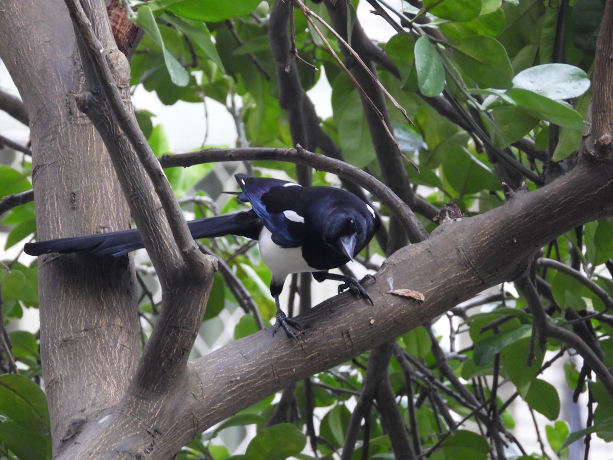 Oriental Magpie - 永樹 陳