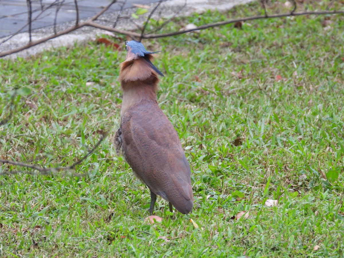 Malayan Night Heron - 永樹 陳