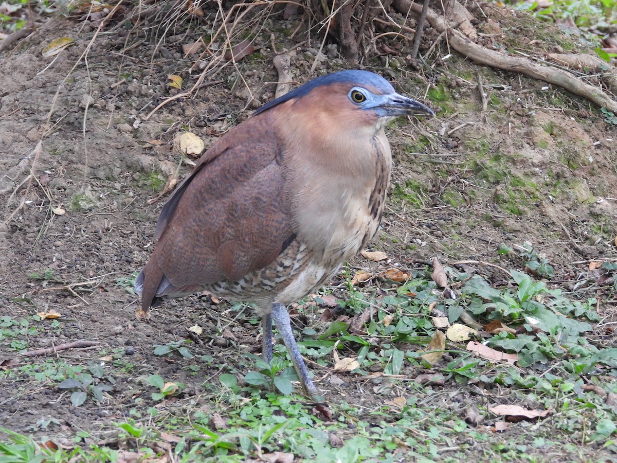 Malayan Night Heron - ML611786022