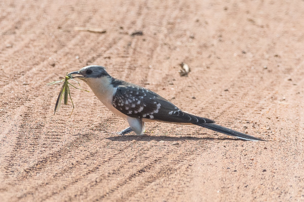 Great Spotted Cuckoo - ML611786023