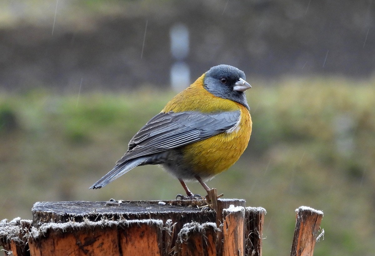 Peruvian Sierra Finch - ML611786087