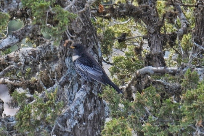 Ring Ouzel - Alexandros Leontiades