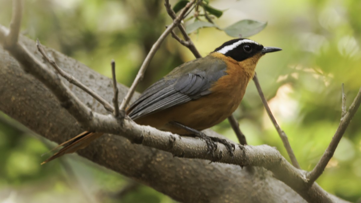 White-browed Robin-Chat - Robert Tizard