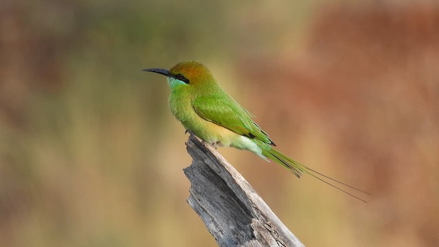 Asian Green Bee-eater - ML611786177
