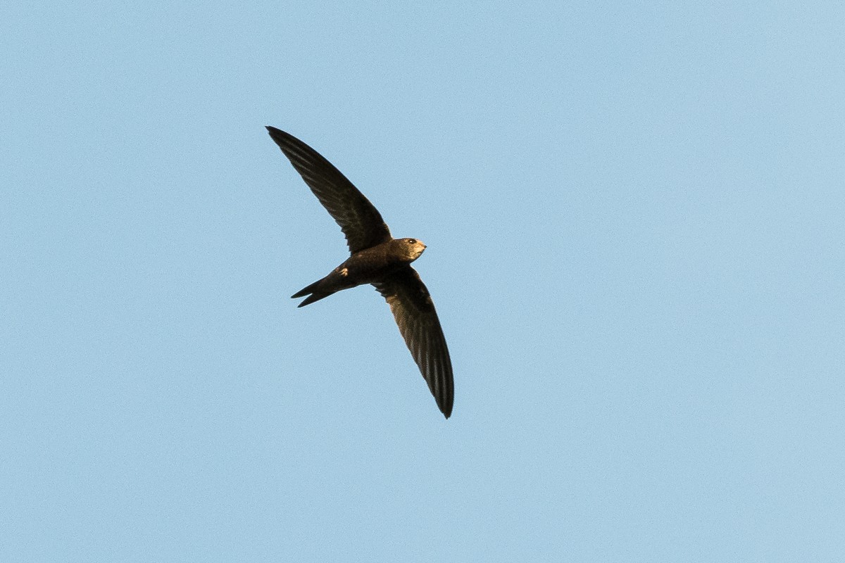 Common Swift - ML611786201