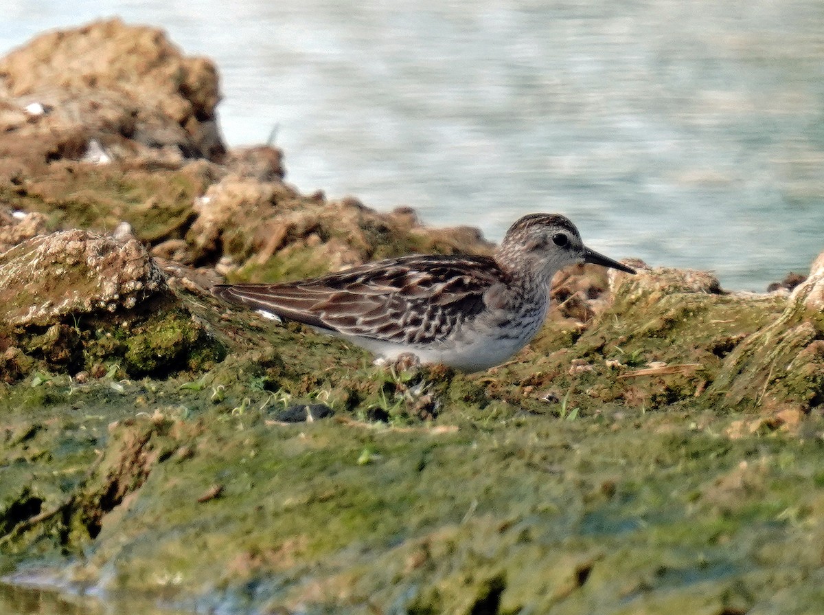 Long-toed Stint - ML611786237