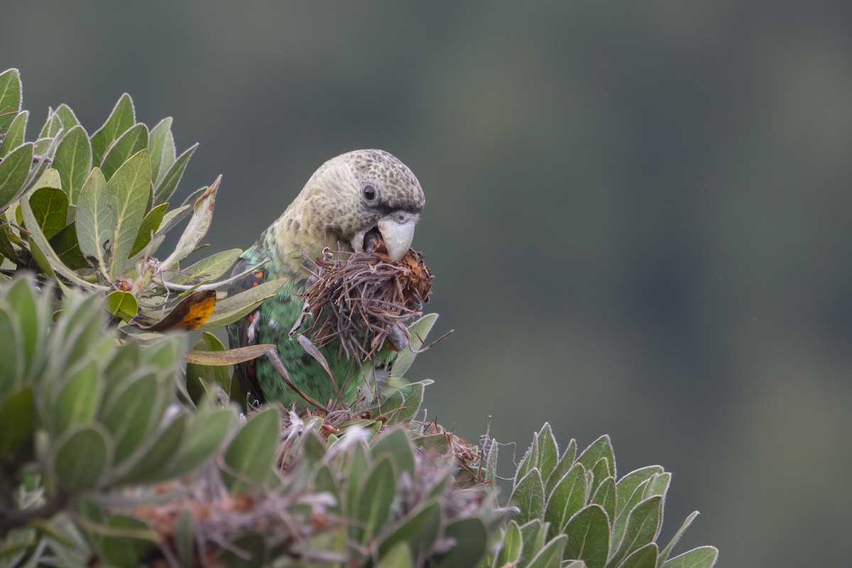 Cape Parrot - Derek Engelbrecht