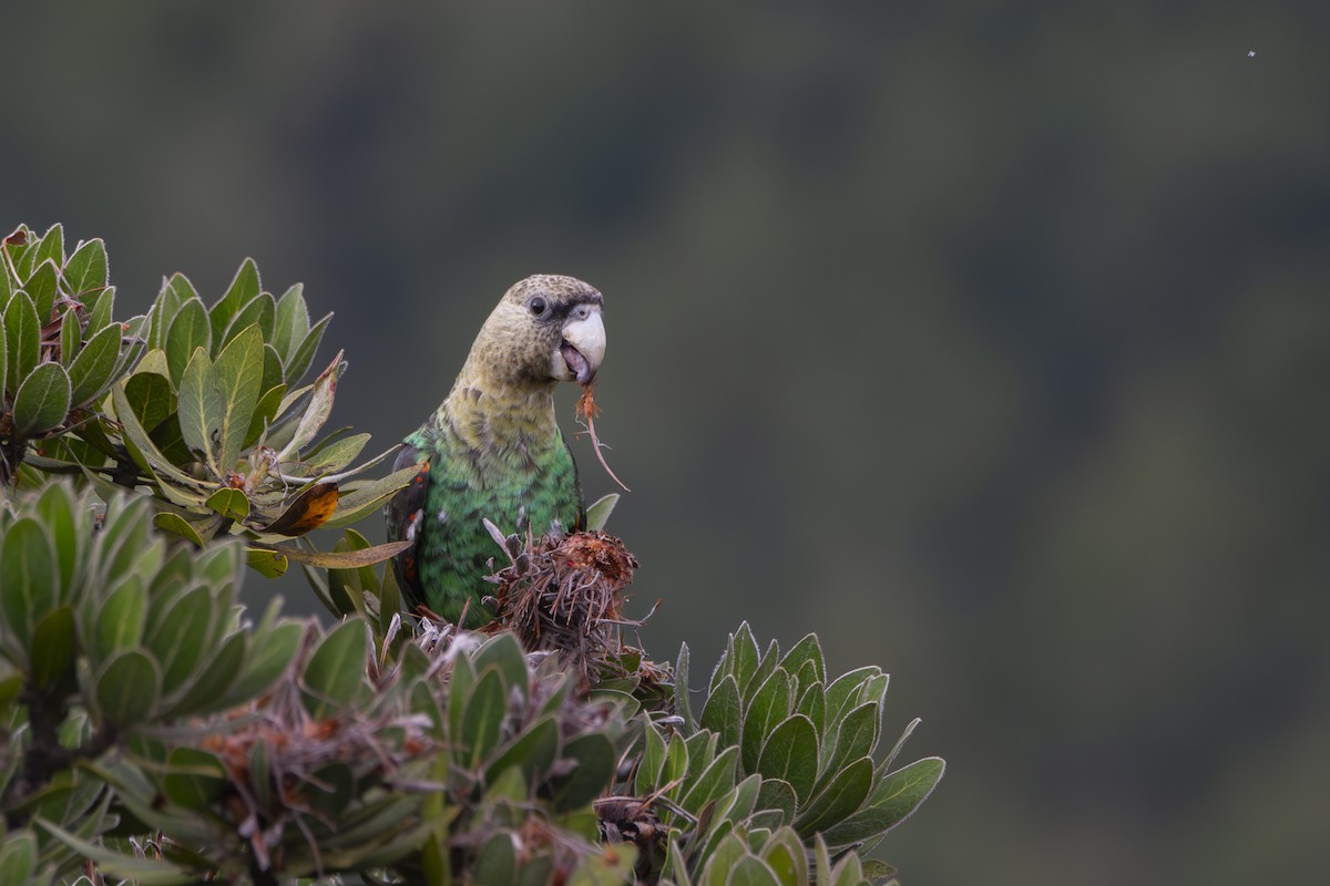 papoušek zelenobřichý - ML611786298