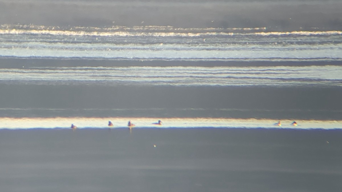 White-winged Scoter - Jason Hedlund