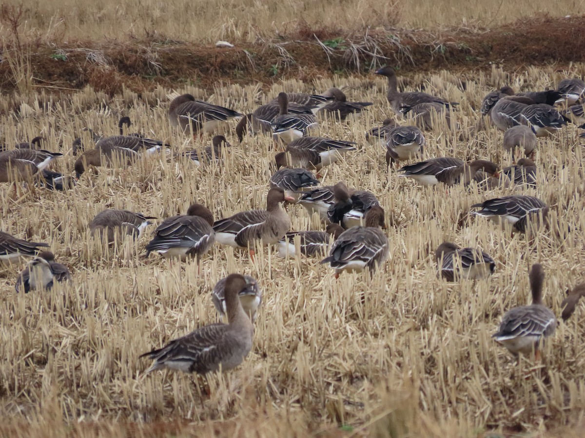 Greater White-fronted Goose - ML611786375