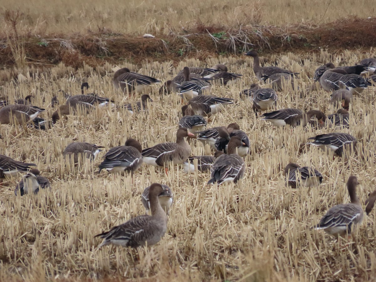 Greater White-fronted Goose - ML611786376