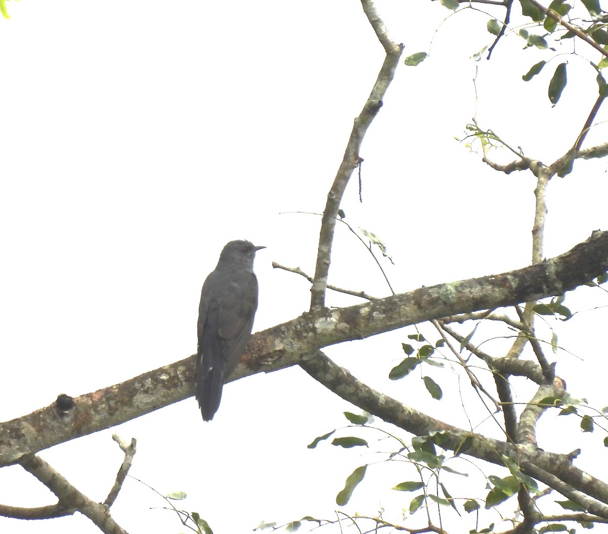 Gray-bellied Cuckoo - ML611786405