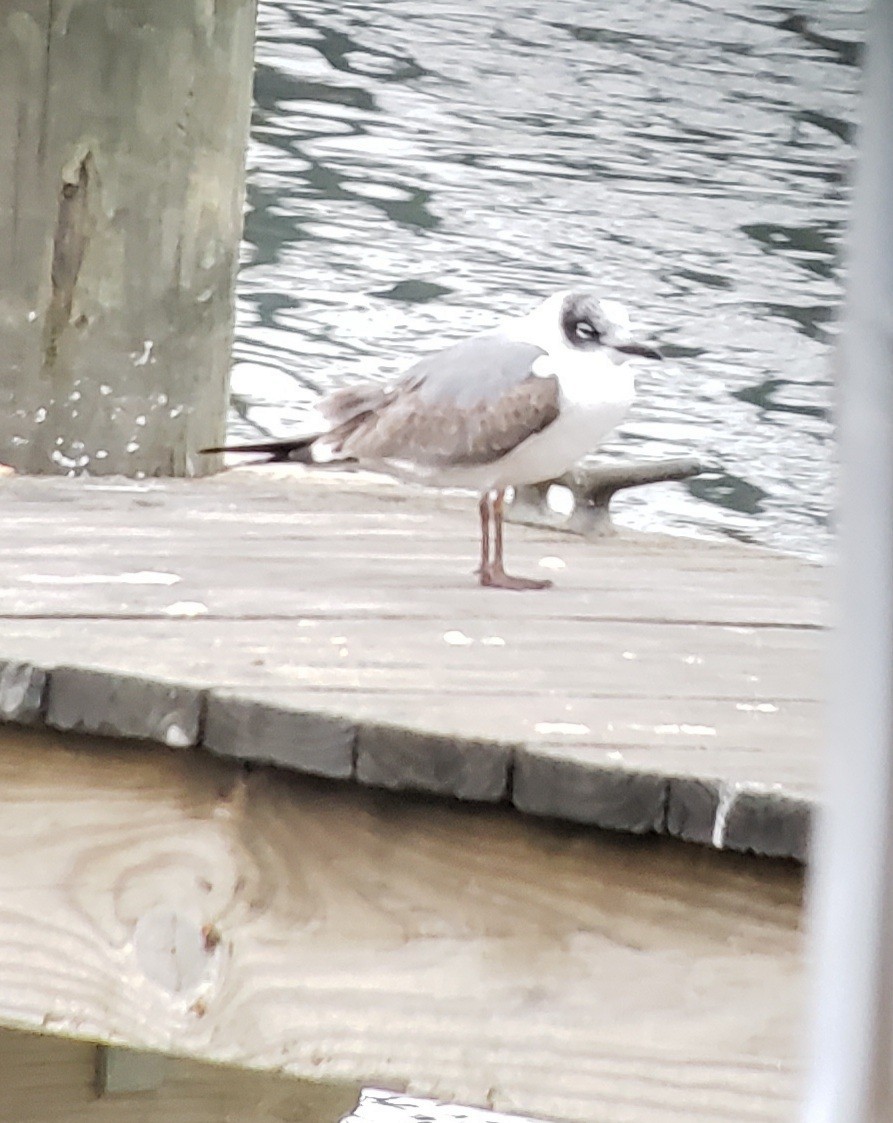 Franklin's Gull - ML611786446