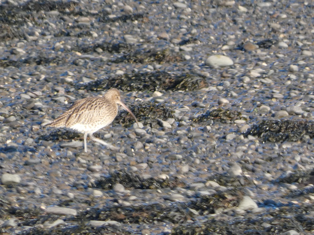 Eurasian Curlew - Mike Tuer