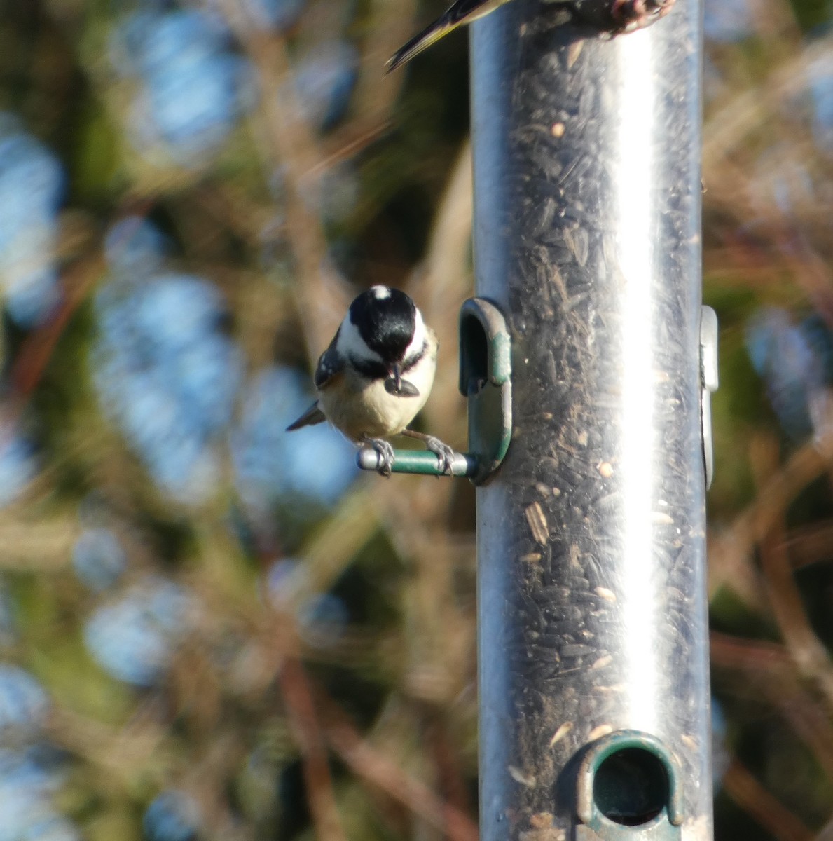 Coal Tit (British) - Mike Tuer