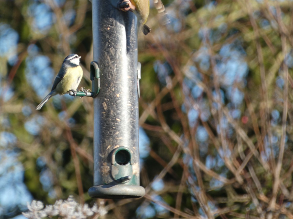 Eurasian Blue Tit - Mike Tuer