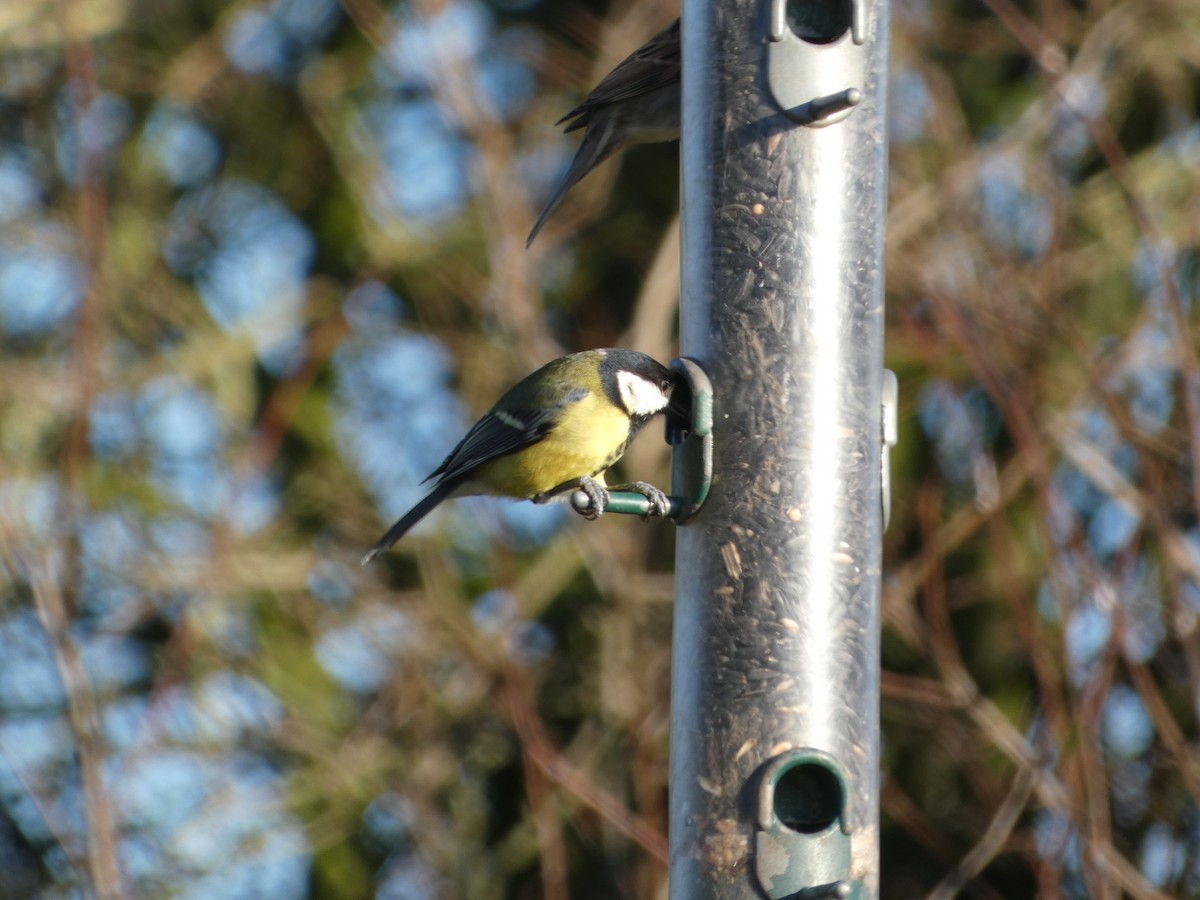 Great Tit - Mike Tuer