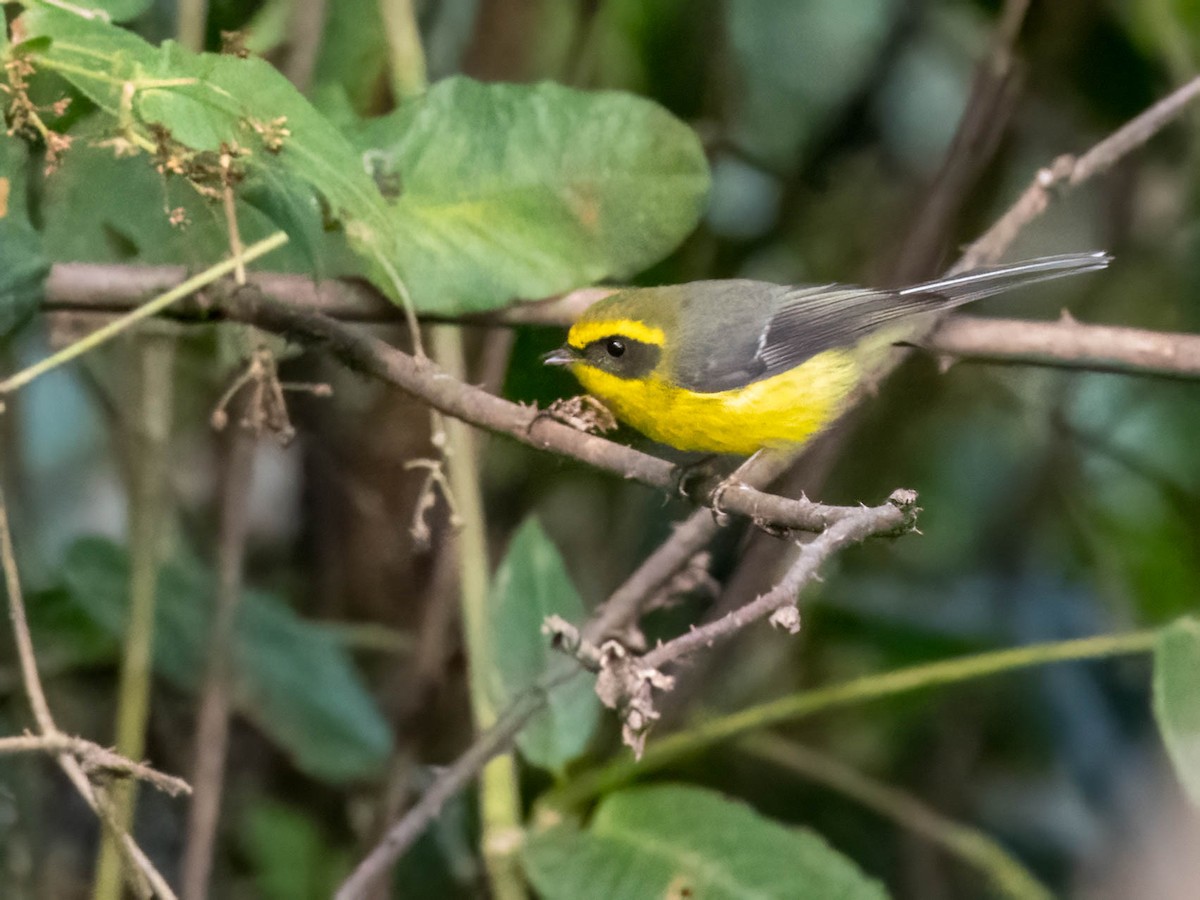 Yellow-bellied Fairy-Fantail - ML611786487