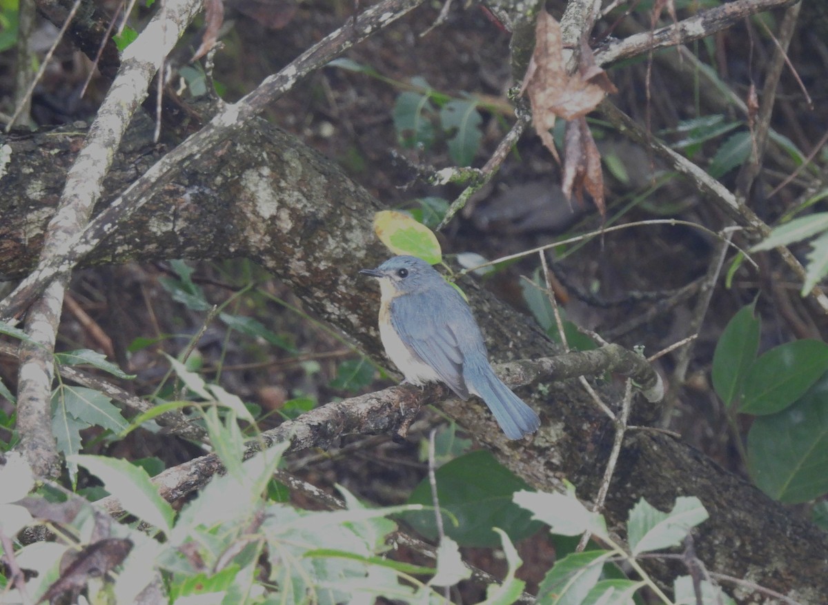 Tickell's Blue Flycatcher - ML611786489