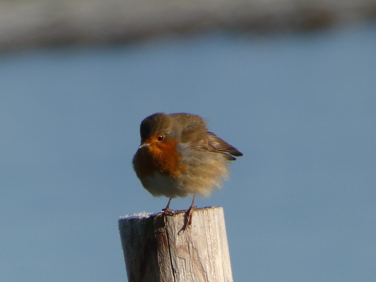 European Robin - Mike Tuer