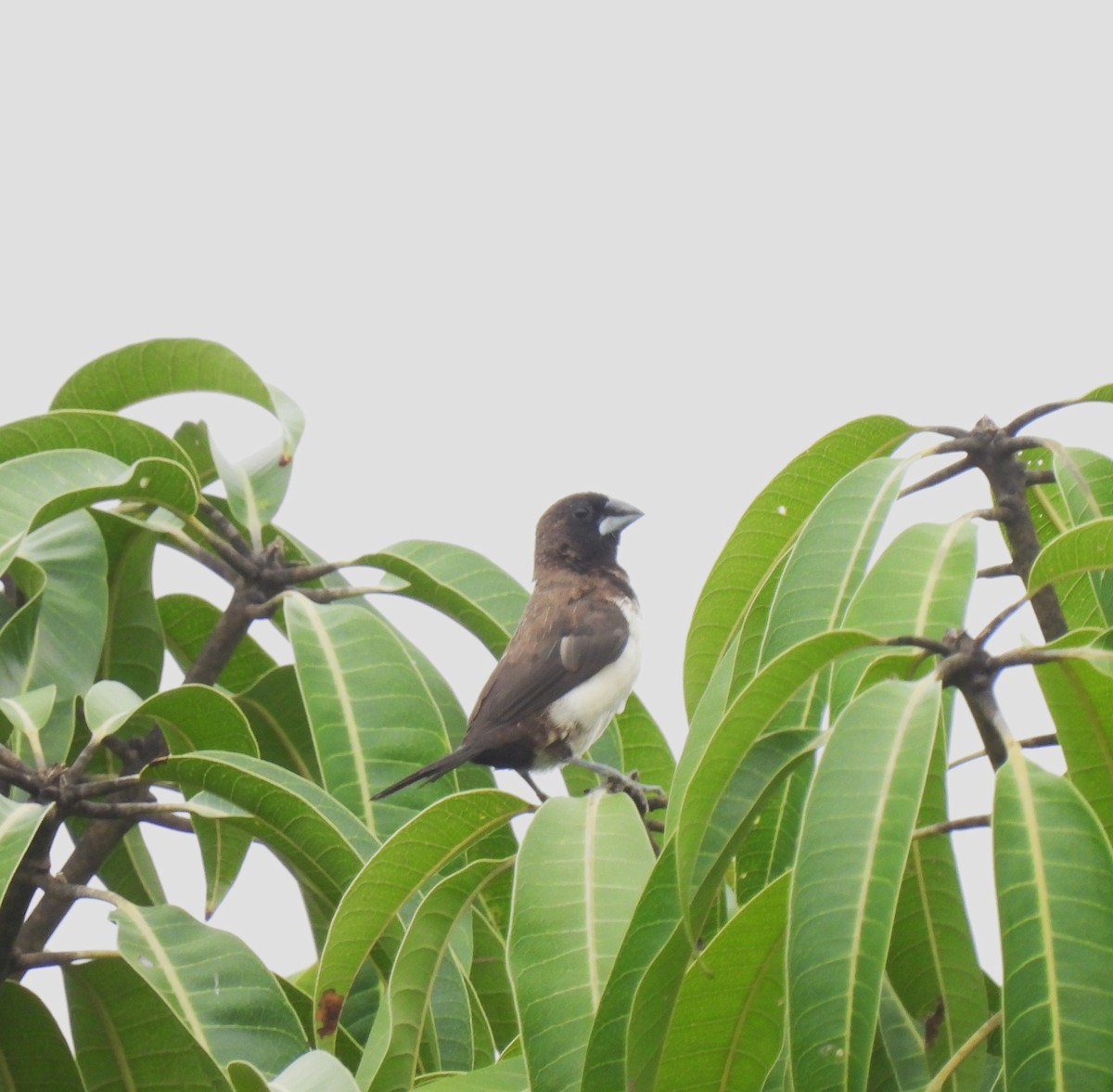 White-rumped Munia - ML611786495