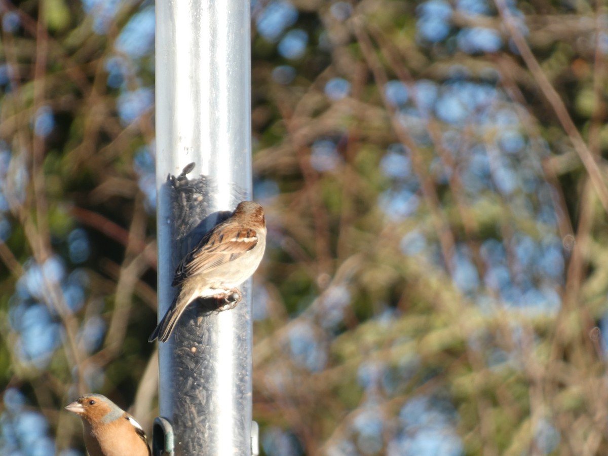 House Sparrow - Mike Tuer